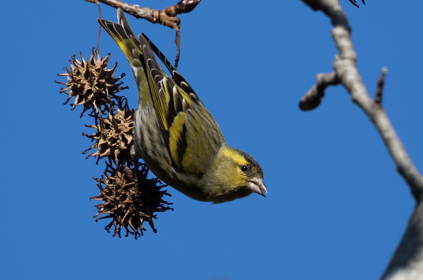 Lucherini ( Spinus spinus ) - gli equilibristi